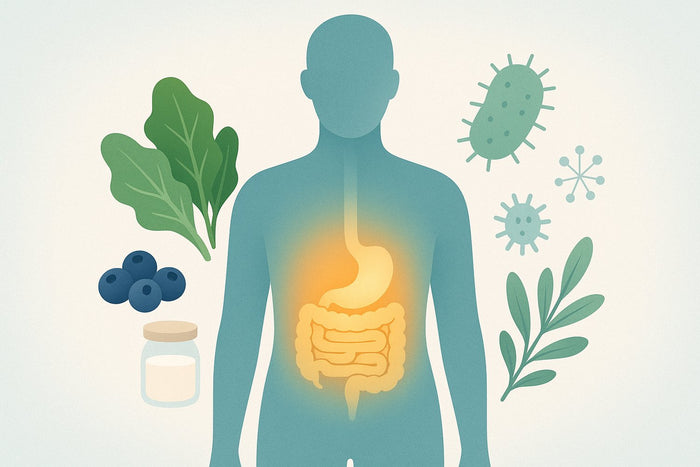 Graphic depicting the balance needed regarding healthy yeast and microflora