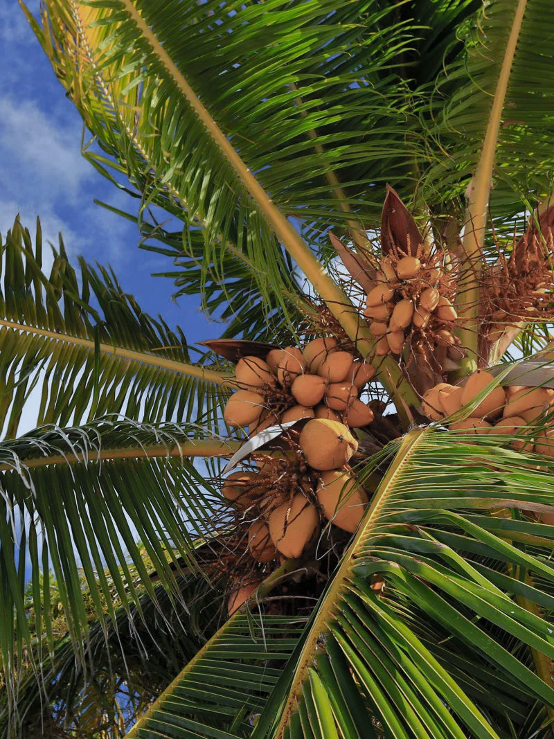 Lauricidin is made from the lauric acid found in coconut oil